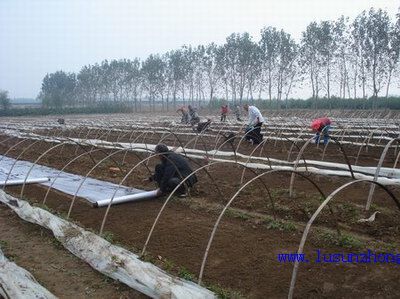 大棚蘆筍一年生高產栽培技術