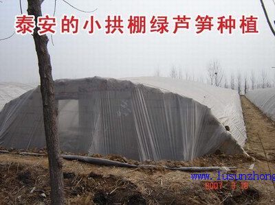 大棚蘆筍一年生高產栽培技術
