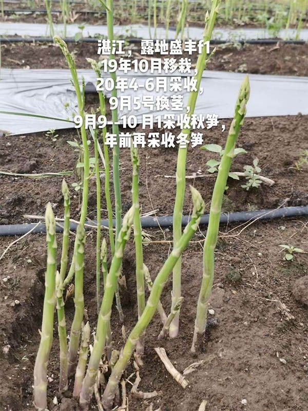 去年10月種植，現在開始第二次采收
