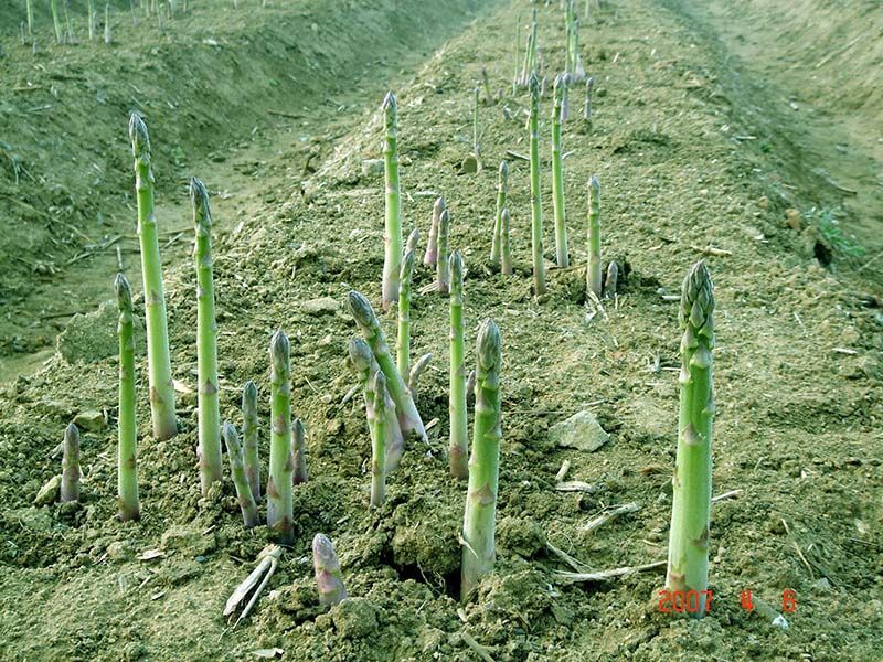 蘆筍栽植深度有要求嗎？